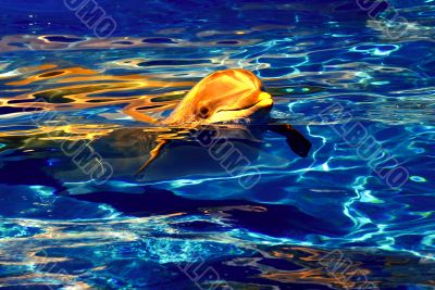 Dolphin