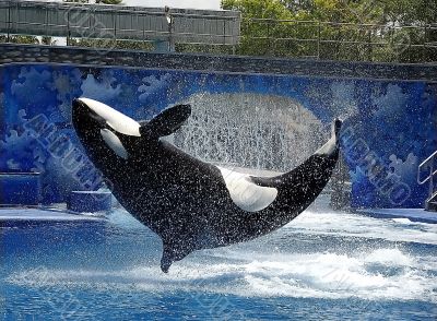 Dolphin