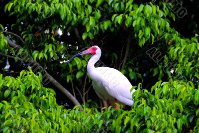Heron