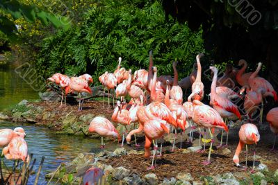 Flamingos