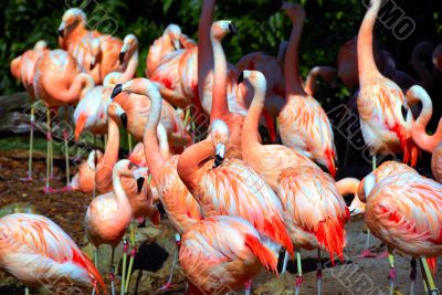 Flamingos