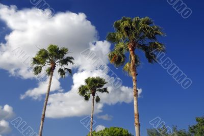 Palm Trees