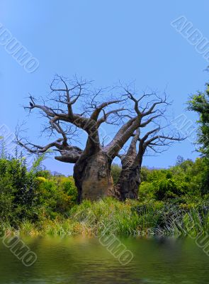 Old Barren Tree