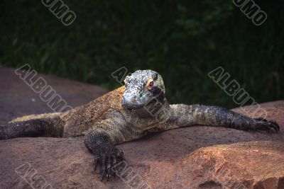 Komodo Dragon