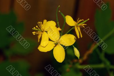 Spring Flowers