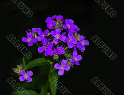 Violet Flower