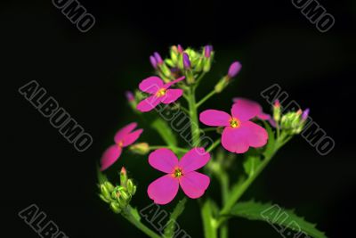 Violet Flower