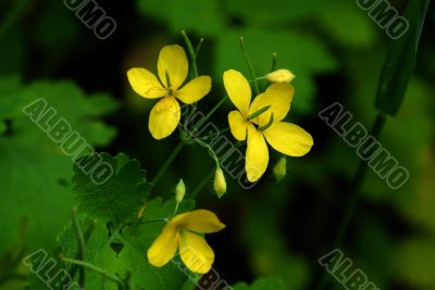 Spring Flowers