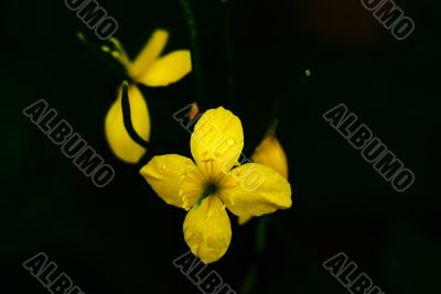 Spring Flowers