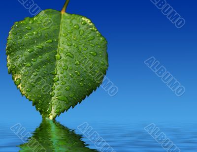 Leaf and reflection