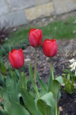 Tulips