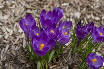 Spring Flowers