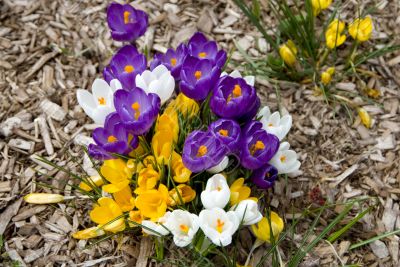 Spring Flowers