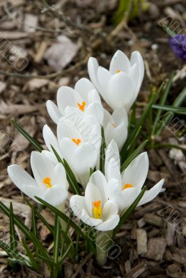 Spring Flowers