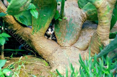 two kittens and cactus