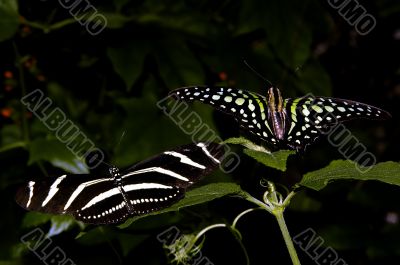 Beautiful butterflies