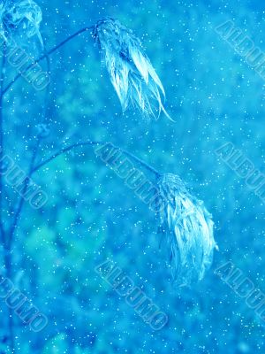 Blue winter plants