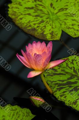 Pink Water Lily
