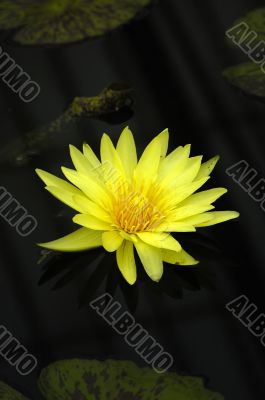 Water lily