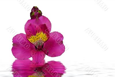 Pink Orchid