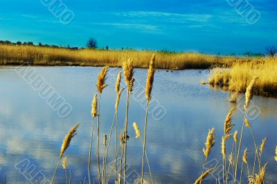 Wild Grass