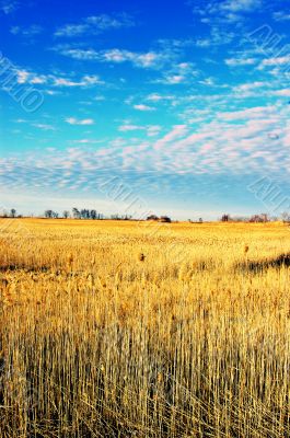 Wild Grass