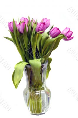 Tulips