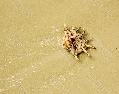 shell in a sand