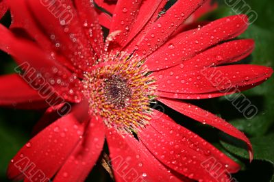 Red gerbera