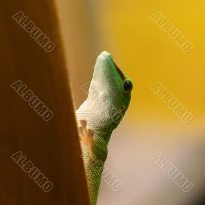 The small green lizard on a yellow background