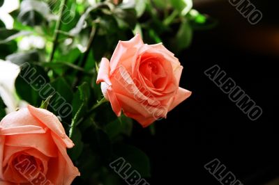 roses