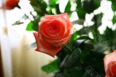 roses