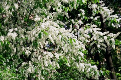 bird cherry