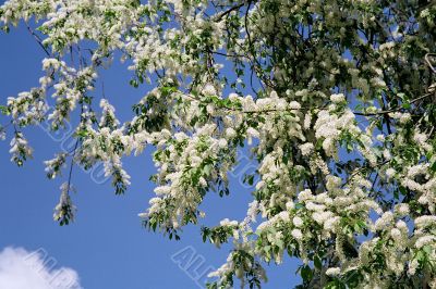 bird cherry