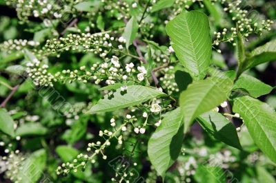 bird cherry