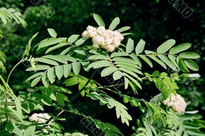 rowan tree