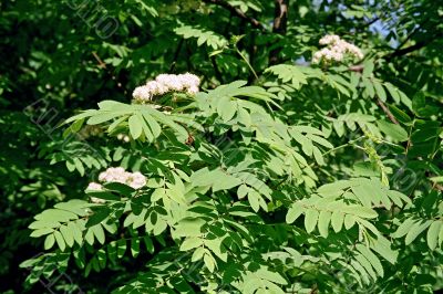 rowan tree