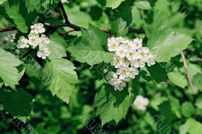 hawthorn