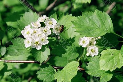 hawthorn