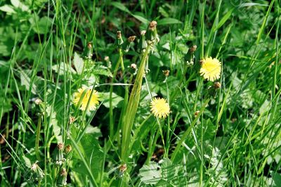 Dandelion