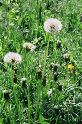 Dandelion