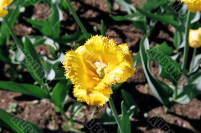 tulips