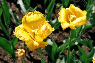 tulips