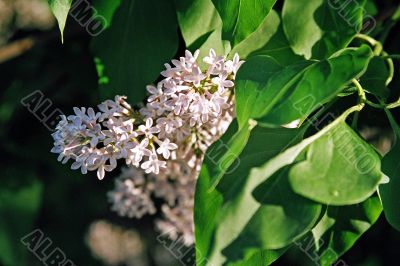 lilac