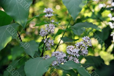 lilac