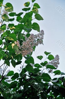 lilac