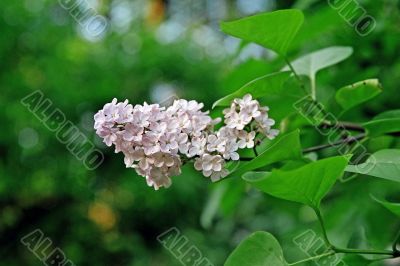 lilac