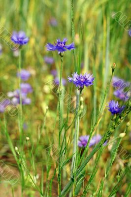 cornflower