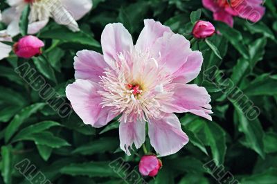 peony