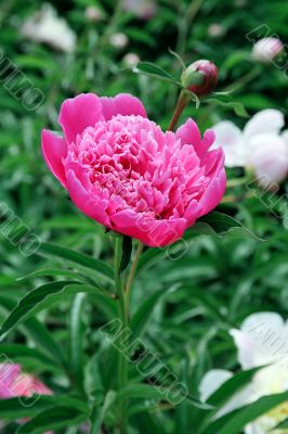 peony